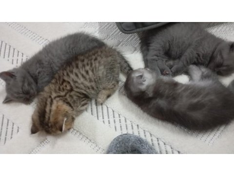 Evinize neşe scottish fold