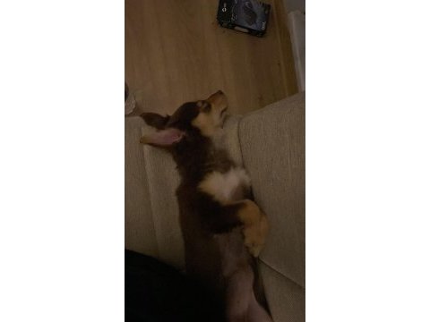 Avustırala çoban köpeği minyatür