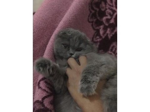 5 aylık scottish fold longhair dişi