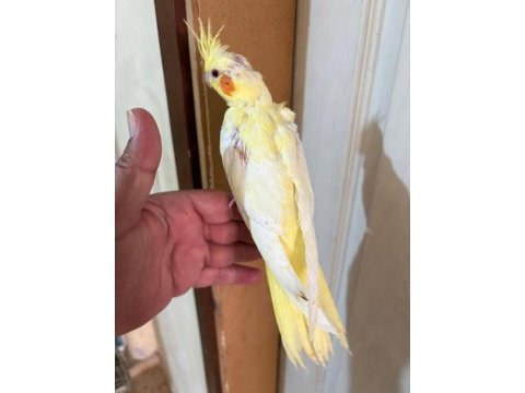 40 günlük lutino bebek sultan papağanı