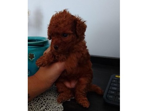 Korekan dişi teacup red poodle