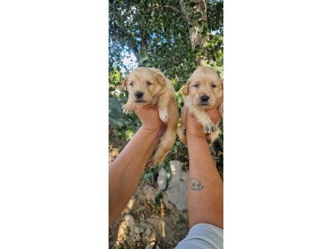 Baby face orjinal golden yavrular