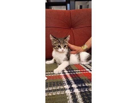 British longhair kırması kedimiz