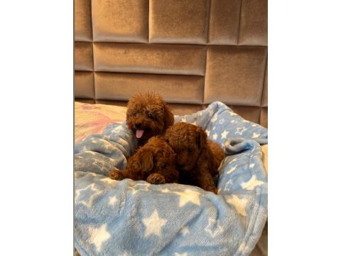 Kore poodle bebekler ev dogumu