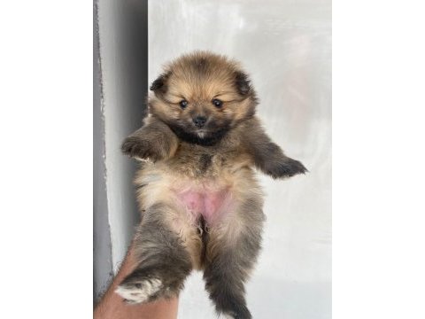 Pomeranian boo dişi yavrular