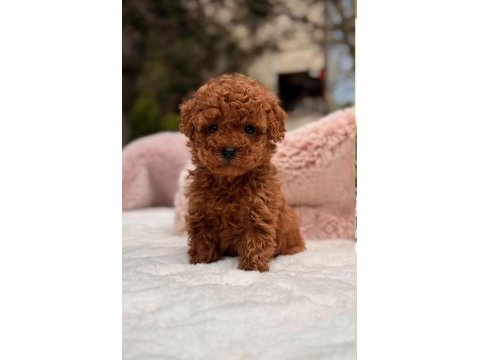 Sağlık ve ırk garantili poodle