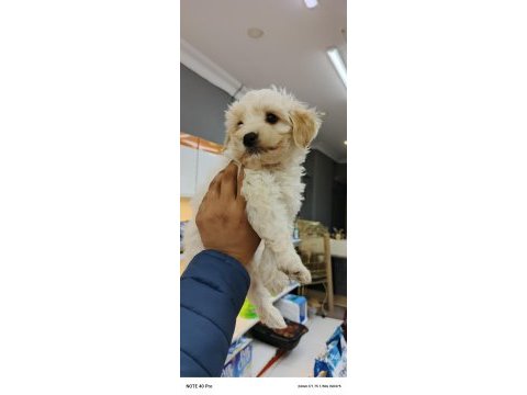 Maltese yeni ailesi bekliyor