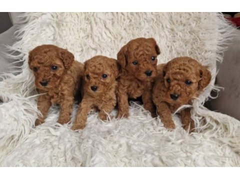 Sevimli toy poodle yavrularımız