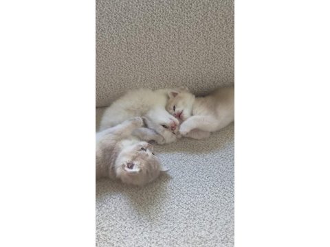 Ay12 golden blue british shorthair