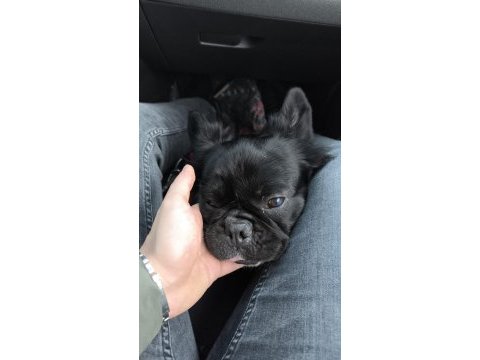 Fluffy french bulldog