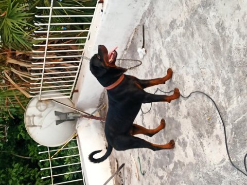 10 aylık erkek rottweiler anne baba şecereli