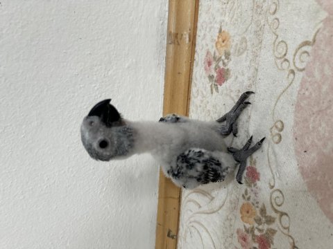 Yavru jako papağanı çok tatlı