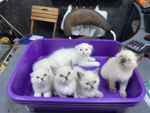 2 scottish fold 3 british yavrularımız