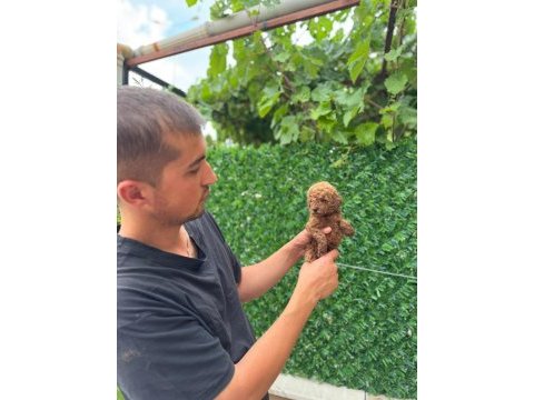 Safkan poodle bebekler
