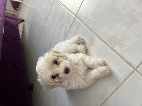 45 günlük maltese terrier