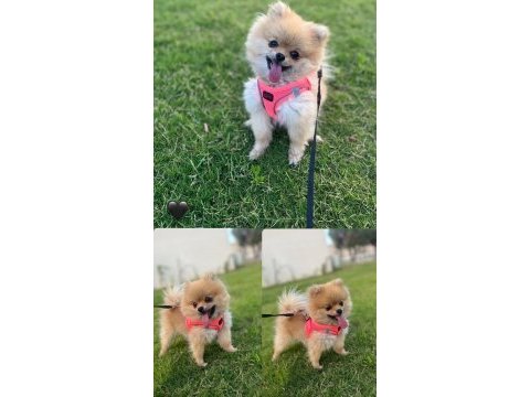 Çocuğumuz olduğundan köpeğimize yeni sahip arıyoruz
