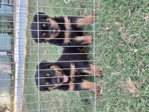 Safkan macar koca kafa küt burun rottweiler yavrular