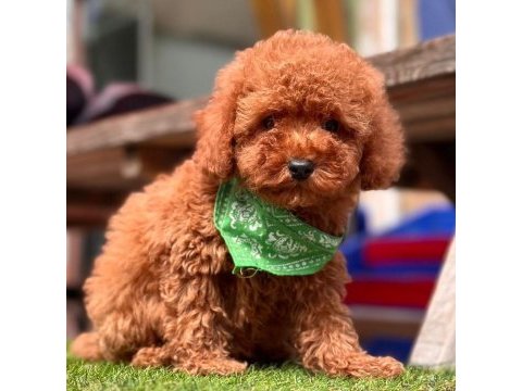 Sevimli toy poodle yavrularımız