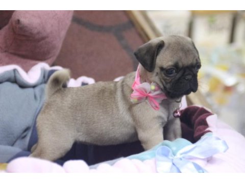 Sağlıklı pug yavrular
