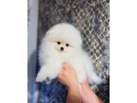 Minyatür teacup boy orjinal ayıcık yüz pomeranian yavrular