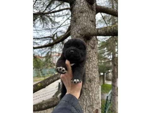 Safkan amerika akita yavrularım