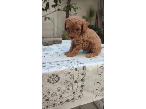 Renk renk minyatür poodle yavrular