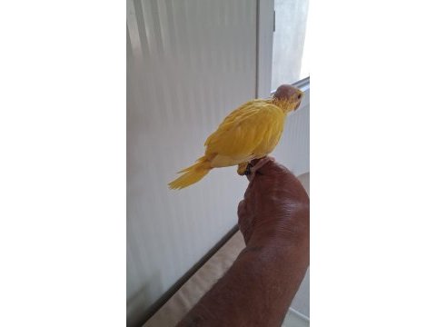 El besleme son bebek pakistan papağanı