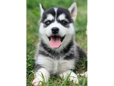 Sibirya kurdu husky yavrum