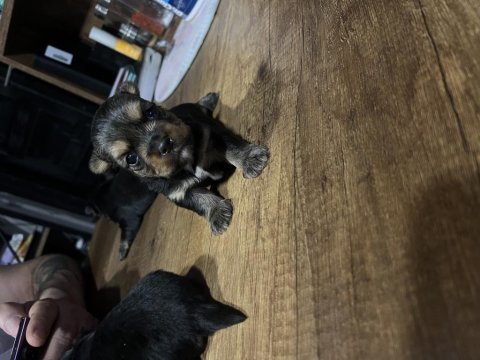 Orjinal yorkshire terrier bebekler