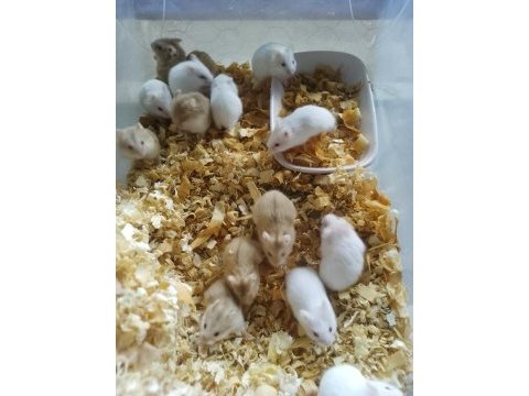 Üreticiden hamster