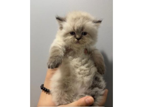 Iran chinchilla yavru