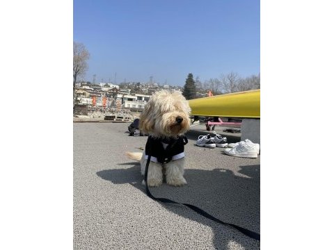 Hiperaktif maltipoo 10 aylık yavru