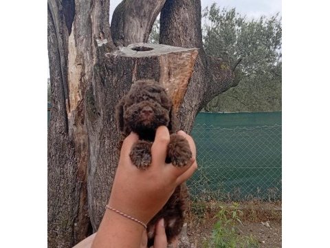 Sevimli portekiz su kopüşler