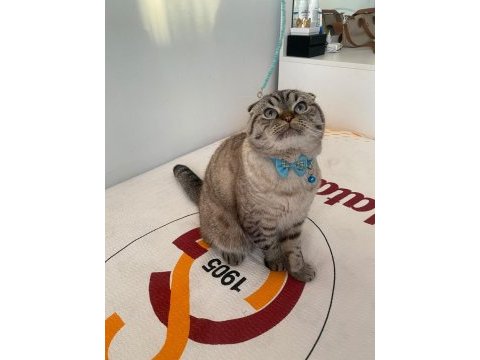 Evcil uysal 1 buçuk yaşında scottish fold