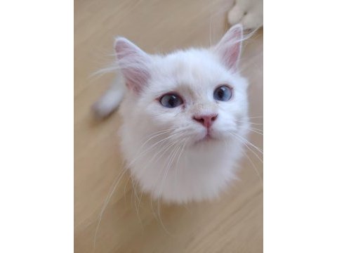 Kar beyazı british longhair yavrular