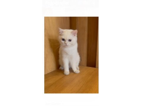 Orjinal ırk erkek british shorthair