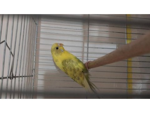 Gözüm gibi baktığım kuşlarımı sahiplendiriyorum