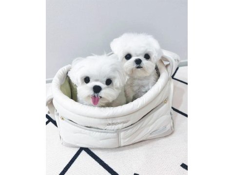 Mini boy maltese terrier 