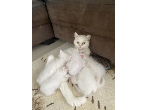 Beyaz renkli gözlü shorthair ve longhair olarak vardır