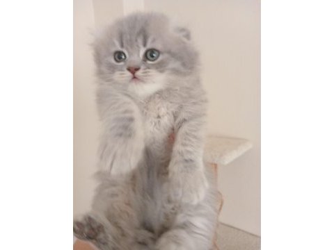 Malzemeleri kedi ile verilecek scottish fold