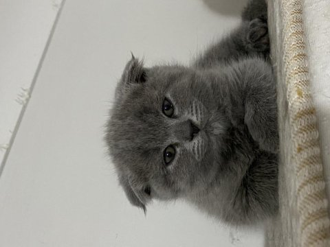 Yavru scottish fold bebeğim mickey sahiplendirilecektir