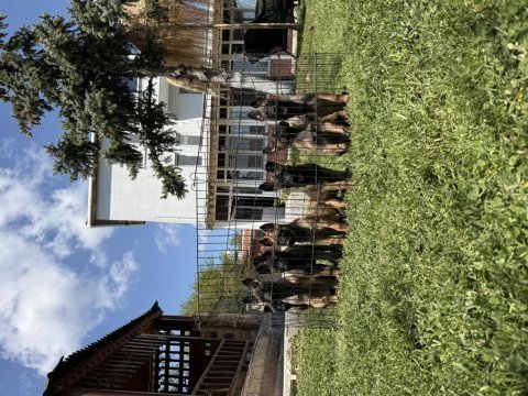 Belçika malinois yavrular
