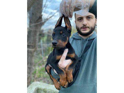 Üst kalite doberman yavrular