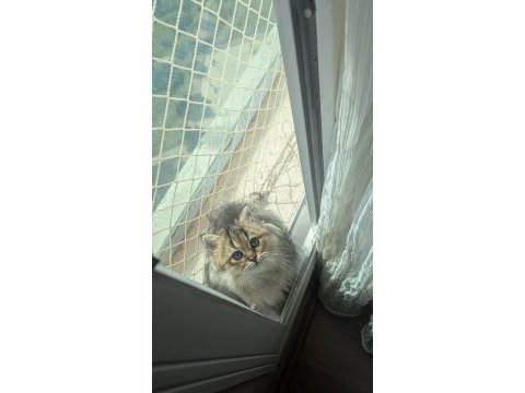 British longhair ve shorthair erkek yavrular