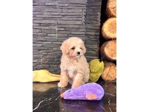 Teddy surat kore kan maltipoo yavrularımız