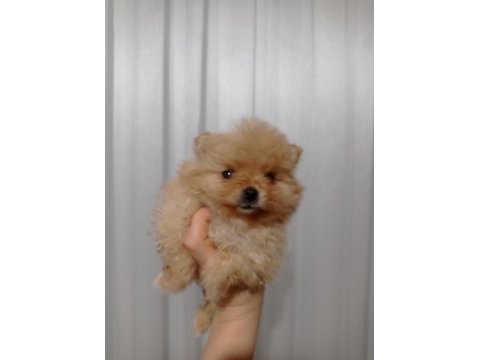 Mucize bebek pomeranian