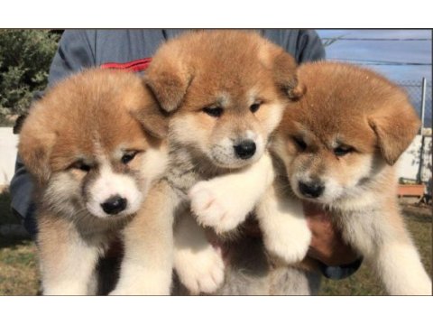 Elit patiler farkıyla japon akita yavrular