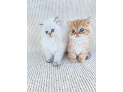 British longhair ve short kardeşler