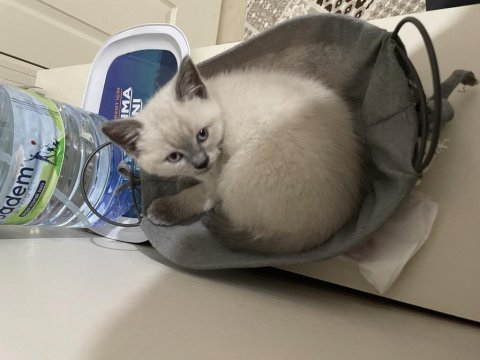 British shorthair sevimli bebekler