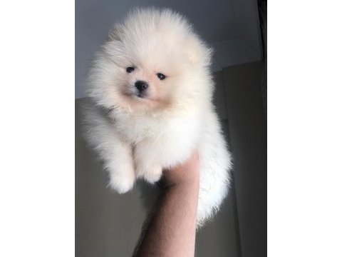 3 aylık dişi pomeranian boo orijinal boo